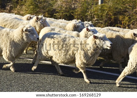 A flock of sheep on the road, with long wool. New Zealand.