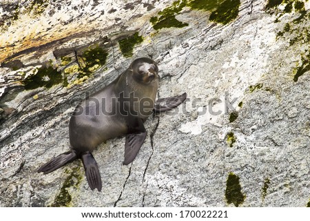 A small fur seal standing on a rock next to the shore in New Zealand.
