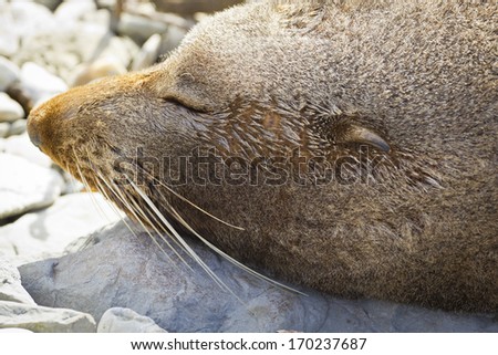 A quiet and calm fur seal sleeping in the beach of Kaikoura, New Zealand.