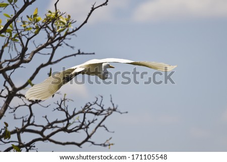 A white bird gliding in the Kakadu National Park, Australia.