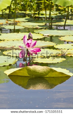 Beautiful pink lotus blossom in Kakadu National Park, Australia.