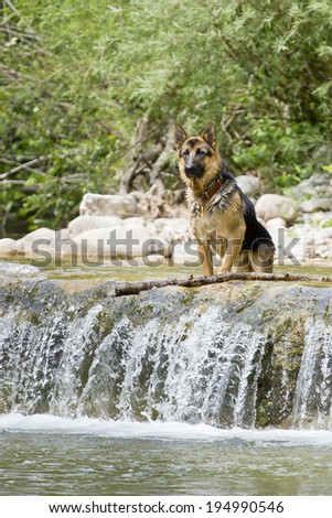 Cute dog in a river landscape. Quiet and calm.