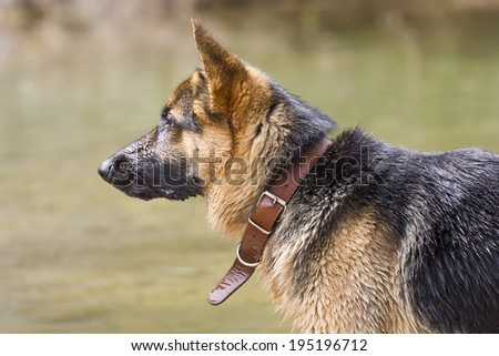 Side portrait of a German Shepherd dog with collar on a nature background.