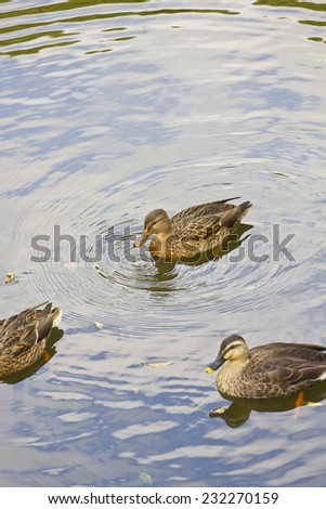 Brown ducks swimming on a quiet lake with waves reflections. Close up still.