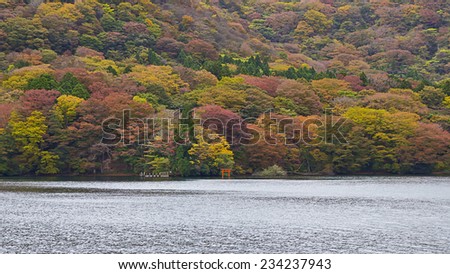 Beautiful red and yellow leaves colors in Hakone, Japan. Fall season landscape in a forest.
