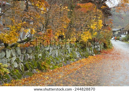 Orange, yellow and red leaves on maple trees, ground and stone boundary wall.