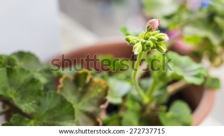 Beautiful blooming geranium with rose flowers and green leaves. Spring still of a domestic decoration plant.