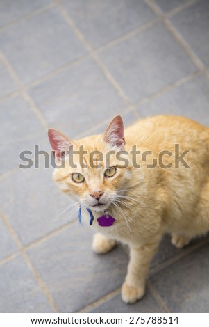 Cute cat pet animal portrait with bright and big eyes watching at the camera.