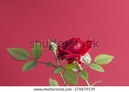 red rose plant isolated on a red background