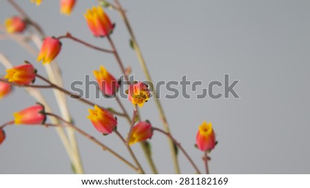 Cactus flowers in bloom close up on a solid gray background.