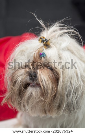 Funny smiling hairy cute dog portrait