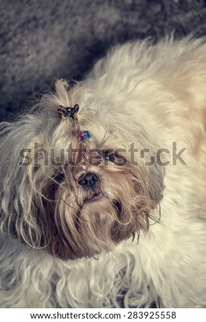 Cute shi tzu pure breed tousled dog portrait on a dark calm scene.