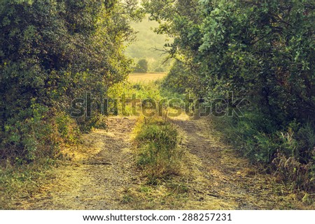 Country path in a deep forest