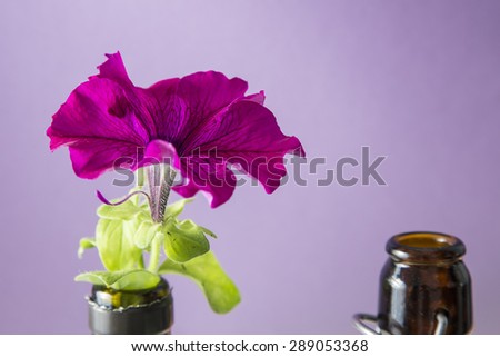 Purple petunia flower on bottle pot on a purple background