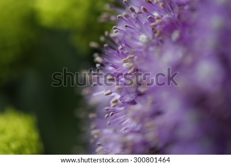 Purple pistil flowers macro on a garden still