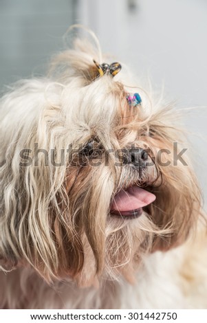 Hairy white little dog close up portrait. Shi tzu breed furry puppy. Funny smiling tongue expression