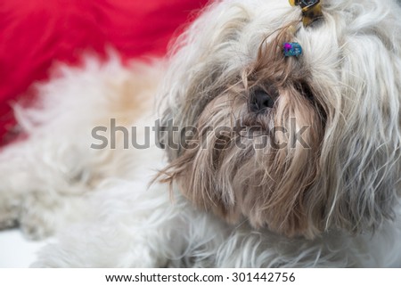 Hairy white little dog close up portrait. Shi tzu breed furry puppy.