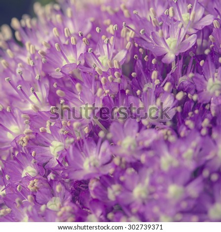 Many purple flowers in bloom on a macro nature still