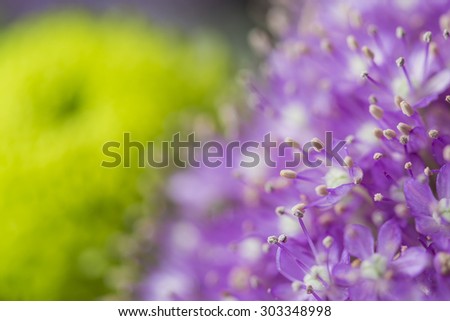 Pistils of purple flowers in bloom macro still on a green garden texture background