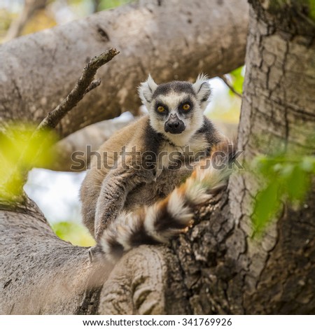 Ring tailed lemur on a tree