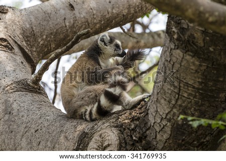 Famous Madagascar Maki lemur, Ring tailed lemur portrait sitting on a tree in Reserve d\'Anja National Park.
