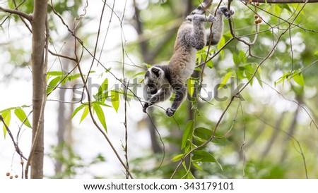 Cute baby ring tailed lemur jumping on a tree in a Madagascar reserve.