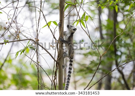 Cute ring tailed lemur climbing a tree in a jungle in Madagascar