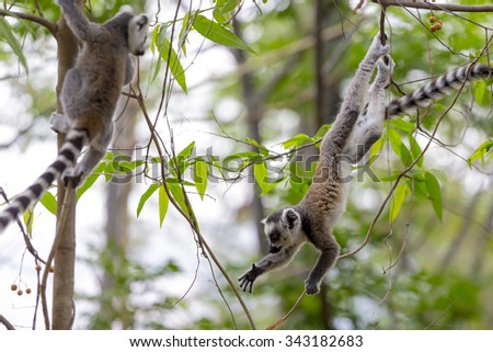Ring tailed lemurs jumping and playing on trees in a green jungle in Madagascar