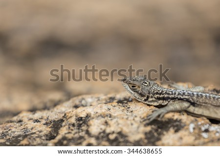 Head portrait on a three eyed plate lizard close up in a Madagascar wildlife rock reserve.