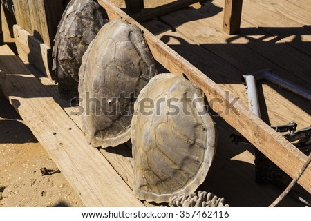 Illegal tortoise shell market