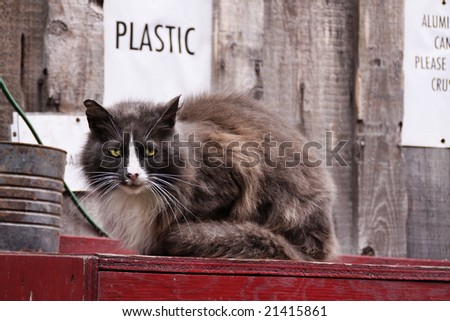 domestic kitty on recycle bin