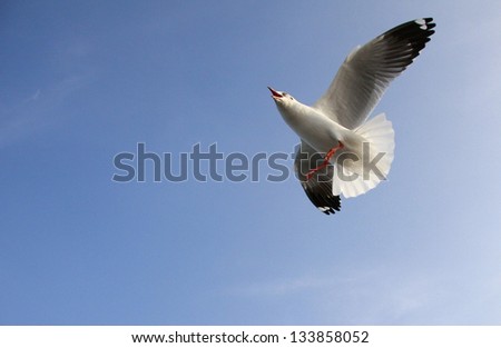 Seagull spread the wings fly on Blue Sky and White Cloud.