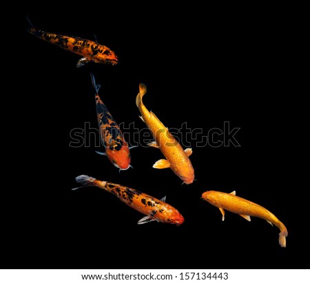 Koi Fish swim in pond.Isolate background is black.Fancy Carp or Koi Fish are red,orange.