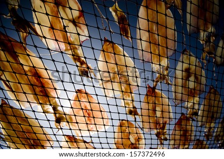 Squid lay on net. Dry for dry foodstuff.hot Direct sunlight at above.sunlight through show inside squid.Worm eye view shot.