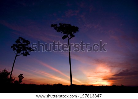 Tall Silhouette Tree on Sky and more color Cloud at sunrise.foreground is shadow.Worm eye view shot.