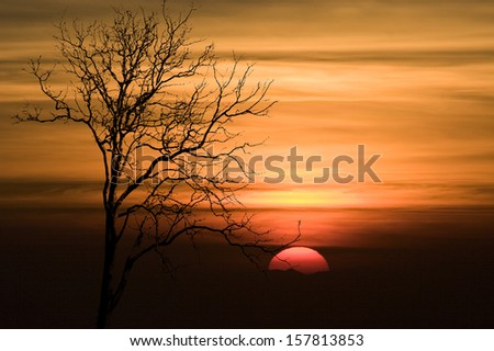 Shape of Silhouette Tree.No Detail Only Line and Structure on Orange Sky and Red Big Sun at sunset.Tree leaf out have only branch and twig.