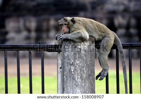 Rhesus sit on rail fence. Background is Pagoda. Rhesus is Kind of monkey.