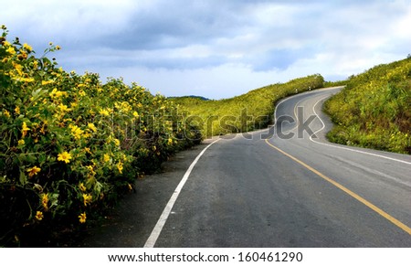 Curve Road zigzag in the hill. The hill cover with Mexican Sunflower Weed Field in north of Thailand.