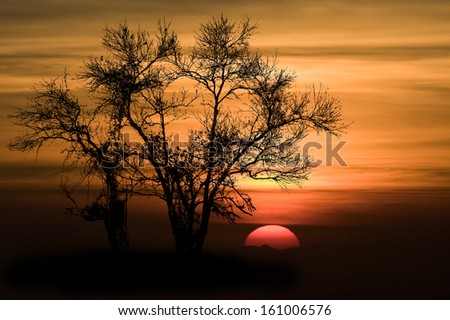 Shape of Silhouette Tree No Detail Only Line and Structure on Orange Sky and Red Big Sun at sunset .Tree leaf out have only branch and twig.