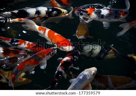 A lot of  Koi Fish in pond. Isolate black background. Fancy Carp or Koi Fish are red,orange,yellow white and black.