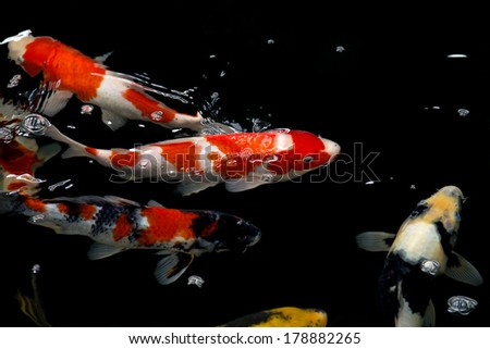 Koi Japan fancy Fish in pond. Isolate black background. Fancy Carp or Koi Fish are red,orange,yellow,white and black.
