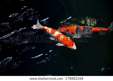 Koi Japan fancy Fish in pond. Isolate black background. Fancy Carp or Koi Fish are red,orange,yellow,white and black.