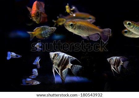 Guppies  Fish and Fancy Fish in aquarium. Shimmery reflect from blue light on fish.