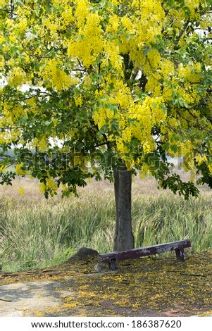 Indian Laburnum or golden shower tree. Yellow flower bloom in summer.Shadow cover fall flower on ground.background is grass field.