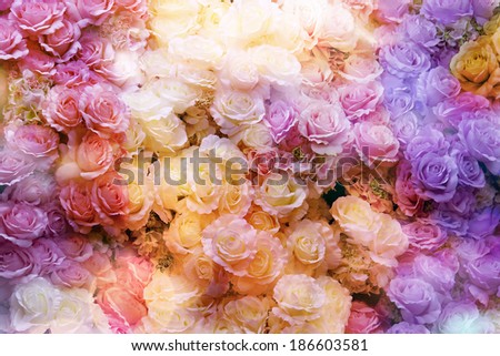 Blossom Rose in vivid color.Fancy Pattern.Pink Rose,Canary yellow Rose,old Rose and Violet Rose blossom in top view.