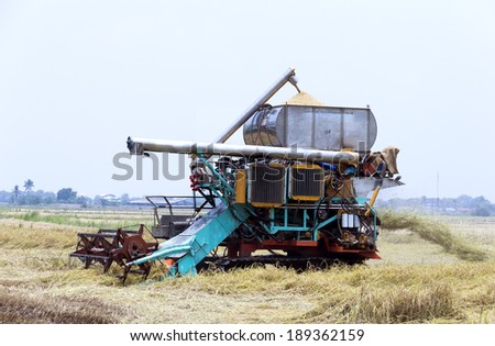 Harvesting rice tractor working in rice farm.