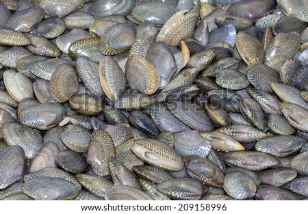 Fresh Baby Clams in basin at seafood supermarket.Another name is Carpet Clam.