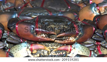 Black Crab in basin at seafood supermarket. Claws of a crabs\'s tied.