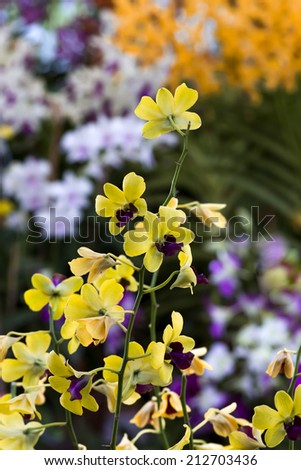 Bouquet of Yellow Orchid at foreground, background are orchid in out of focus.