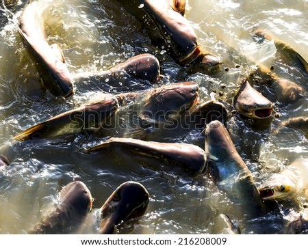 Iridescent shark or Catfish in fish farm snatch to feed.
